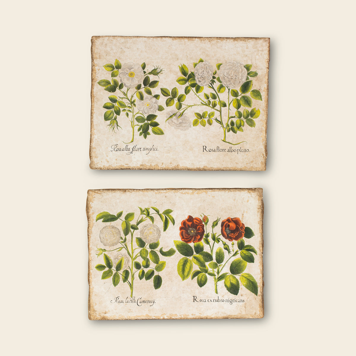 Pair of Antique Botanical paintings