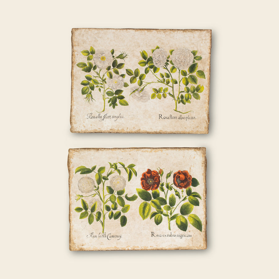 Pair of Antique Botanical paintings