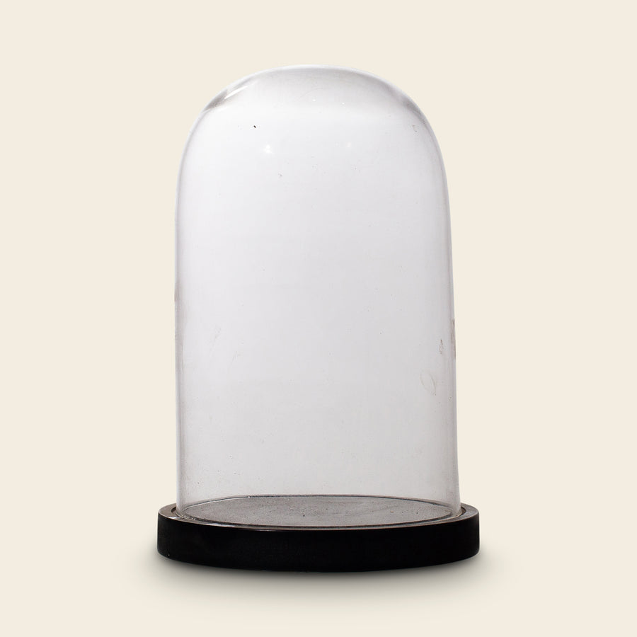 Glass Cloche on Black Wooden Base